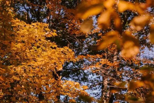 Les tendances incontournables de la mode automne/hiver